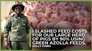 How Azola Cut Our Pig Feed Costs by 90%!