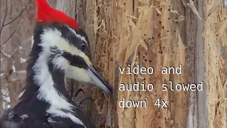 Pileated woodpecker pecking tree, eating grubs, slomo closeup