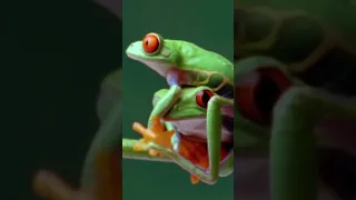 The Red eyes tree frog has place to be.