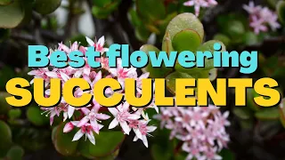 10 Beautiful flowering succulents for Indoor & Outdoor garden