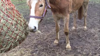 FMA am Stall - Maya wird eingeritten