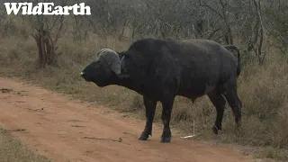 WildEarth - Sunrise Safari -  23 August 2023