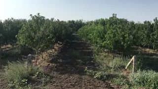 Интенсивный персиковый сад . На подвое персик Манжурский.