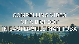 Compelling video of a bigfoot in Easterville Manitoba