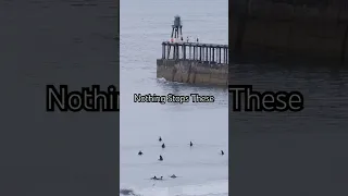 Surfing At Whitby Piers #yorkshire #uk #surfing #vitaminsea #coldwatertherapy #yorkshire #travel