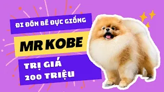 Đón bé KOBE cún đực giống phốc sóc (pomeranian) 200 triệu | Bánh Bò Pomeranian Vlog #18