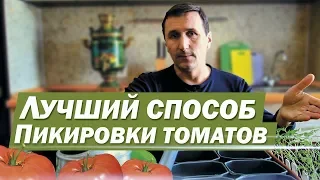 ЛУЧШИЙ СПОСОБ ПИКИРОВКИ ТОМАТОВ