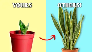 NEW Ways to Grow SNAKE Plant FAST// Snake Plant Care