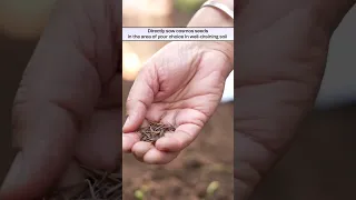 How to Grow Cosmos Flowers from Seeds at Home this Summer