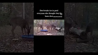 Doe breaks ice in pool everyone thought they'd been shot 🙃