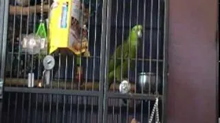 My Parrot Singing Happy Birthday