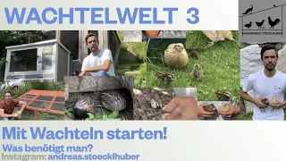 Wachtelwelt 3 Mit Wachteln starten! Was ihr benötigt und an was ihr vorher denken solltet