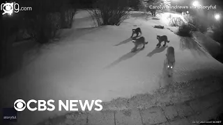 Ring camera captures pack of mountain lions lurking in Colorado neighborhood