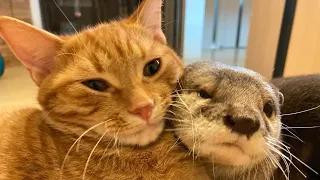 otter looking for a missing cat