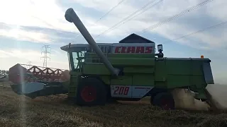 Żniwa pszenicy 2022🔥💥 Claas dominator 208 w akcji🌋