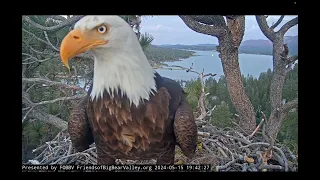 May 15, 2024: Cloudy, thunderous afternoon; Shadow delivers a stick to the nest at dusk