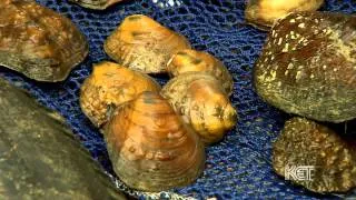 Mussels of the Licking River | Kentucky Life | KET