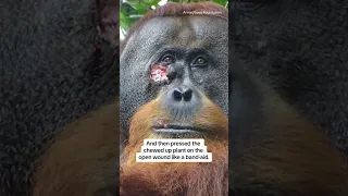 Orangutan uses medicinal plant to treat injury #shorts