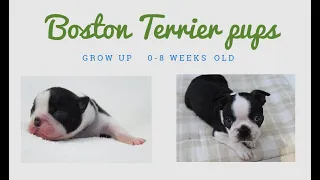 Boston Terrier Puppies Growing Up (0 - 8 weeks old)