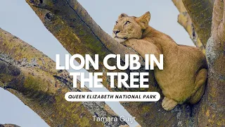 Lion cub in the tree - Queen Elizabeth National Park - Ishasha sector - Uganda 4K