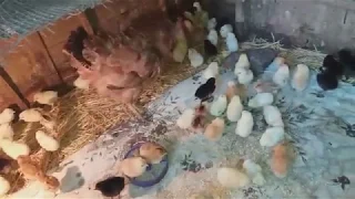 Квочка и 80 цыплят / очень плохая квочка / hen and 80 chickens /