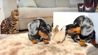 Dachshunds & Cat together with Guinea fowl.