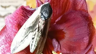 Откуда Зимой Сиреневый Бражник Sphinx ligustri, Sphingidae, На Цветке Амариллиса?