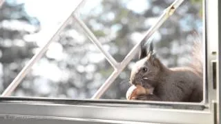 Squirrel stealing nut