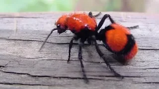 Worst Insect Stings in the World