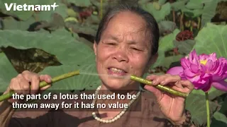 Making silk from lotus: a specialty of a Vietnamese craftsman