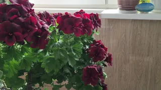 Цветение пеларгоний на балконе. Балконная оранжерея.Pelargonium bloom on the balcony.