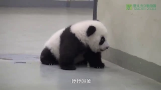 Mama Panda regaña a bebe malcriado