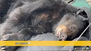 Bear on Water Street