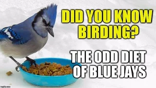 The Odd Diet of Blue Jays -Did you Know Birding?(episode 1) [HD]