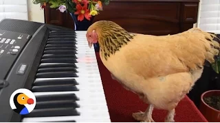 Talented Chicken Plays Piano | The Dodo