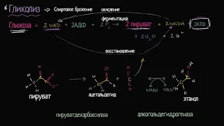 Спиртовое брожение (видео 12) | Клеточное дыхание | Биология