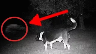 5 Dogs That Saw Something Their Owners Couldn't See : ESP and the Supernatural