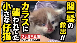 【子猫 保護】間一髪！カラスに襲われていた子猫を 緊急保護しました