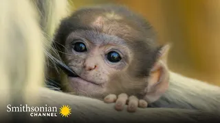 Female Langurs Rule the Hanuman Monkey Dynasty 👑 Into the Wild India | Smithsonian Channel