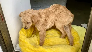 Disabled Stray Dog Unable to Find Food, Waiting for Death