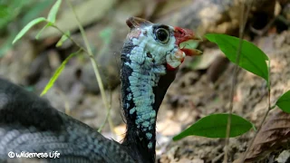 Hunting n Cooking Wild Chicken ( Guinea Fowl ) Recipe for Dinner in Forest