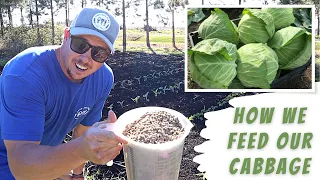 OUR PLAN TO GROW MONSTER CABBAGES!