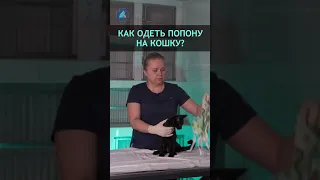 Как одеть попону на кошку? #shorts