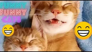 The Best Funniest Cats Of 2023 - Don't Try To Hold Back Laughter - Funny Cat Videos 2023😂| #24 !😸 😸