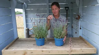 Lavender Seeds and Birds: Top Tips!! - Lavender World