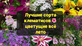 Мои клематисы цветут как сумасшедшие! 🌺 Делюсь секретами!🤗 #клематис #клематисы #цветы #клумба #дача