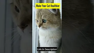 Baby Cats - Cute and Funny Cat Videos Compilation #65