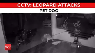 Caught on CCTV: Leopard attacks pet dog in Pune's Hinjewadi