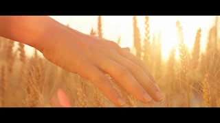 The Rapture: The Wheat Harvest- The Second Gathering