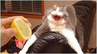 2022 Funny animal videos😂-Dogs And Cats Try not to laugh（Part#20）